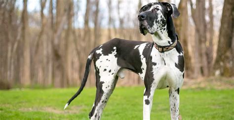 great dane dog knot|Great Dane Dog Breed Information .